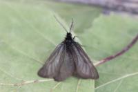 Heterogynis penella