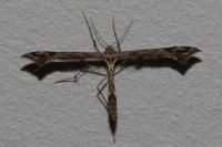 Amblyptilia acanthadactyla