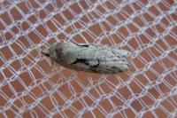 Semioscopis steinkellneriana