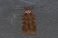 Agonopterix