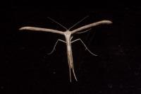 Emmelina monodactyla