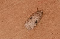 Agonopterix propinquella