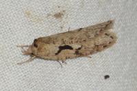 Semioscopis steinkellneriana