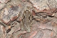 Semioscopis steinkellneriana