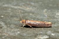 Ypsolopha ustella