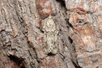 Diurnea fagella