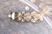Endrosis sarcitrella