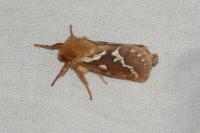 Korscheltellus lupulinus