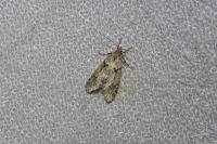 Diurnea fagella