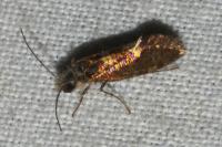 Dyseriocrania subpurpurella