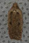 Agonopterix