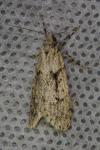 Diurnea fagella