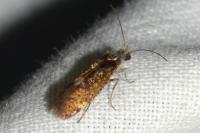 Dyseriocrania subpurpurella