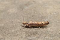 Ypsolopha ustella