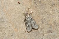 Diurnea fagella