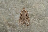Semioscopis steinkellneriana