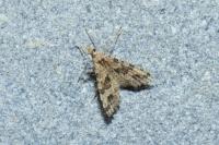 Alucita hexadactyla