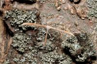 Emmelina monodactyla