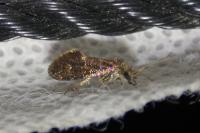 Dyseriocrania subpurpurella