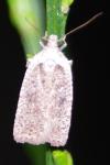 Agonopterix