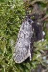 Diurnea fagella