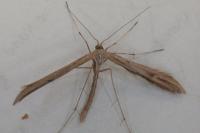 Emmelina monodactyla