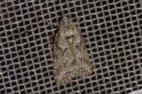 Cnephasia