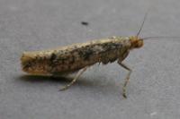 Ypsolopha ustella