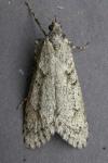 Diurnea fagella