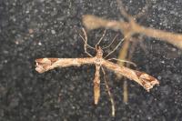 Amblyptilia acanthadactyla