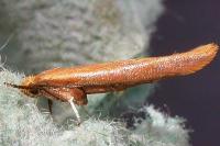 Zelleria hepariella