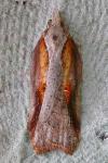 Acleris cristana