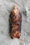 Acleris cristana