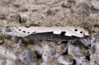 Ethmia bipunctella