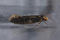Monopis laevigella