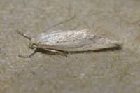 Elachista pollutella