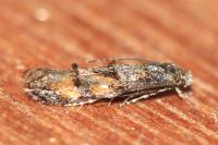 Mompha miscella