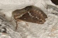 Korscheltellus lupulinus
