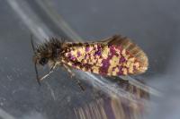 Eriocrania sparrmannella