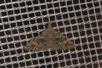 Alucita hexadactyla