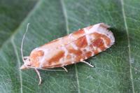 Rhyacionia pinicolana