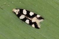 Pseudotelphusa tessella