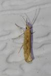 Plutella xylostella