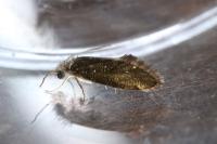 Dyseriocrania subpurpurella