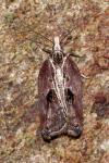 Acleris cristana