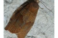 Pandemis heparana