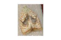 Acleris forsskaleana