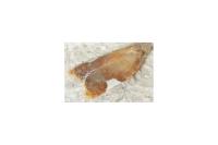 Acleris holmiana