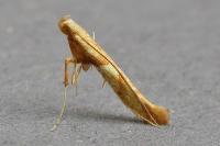 Caloptilia hemidactylella