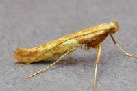 Caloptilia hemidactylella